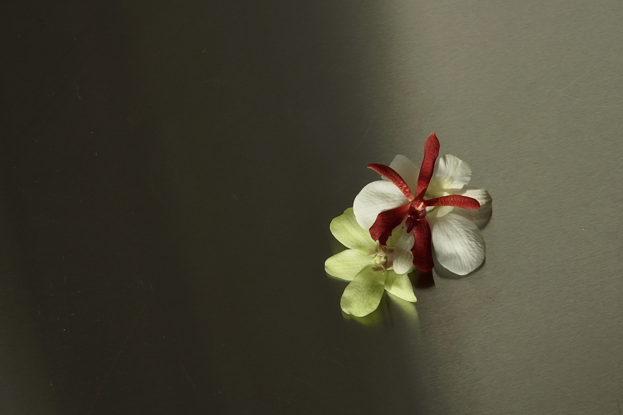 Two orchids resting on a stainless steel surface in directional light